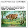 Pfingstochse (2).jpg