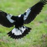 magpie